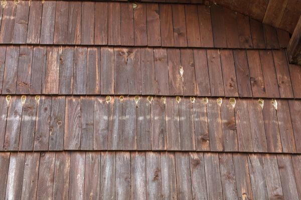 Cost of Woodpecker Hole Filling in Saint George