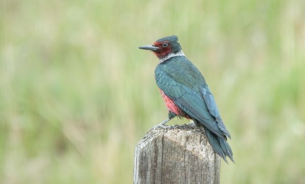 Cost of Woodpecker Hole Patching in Saint George