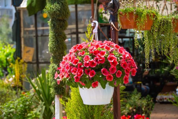 Hanging Planter Installation in Saint George