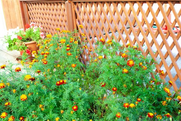 Cost of Decorative Lattice Mounting in Saint George