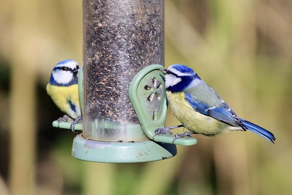 Bird Feeder Mounting Service in Saint George