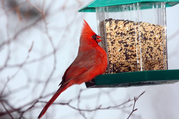 Bird Feeder Hanging in Saint George